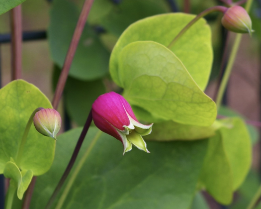 Clematis glaucophylla  Photo courtesy of the Friends of Rogerson Clematis Collection Archives