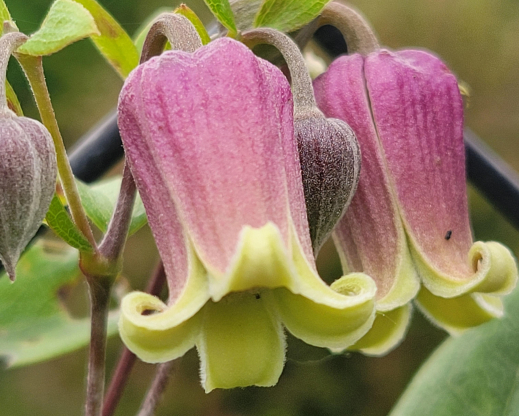 Clematis reticulata Photo courtesy of the Friends of Rogerson Clematis Collection Archives