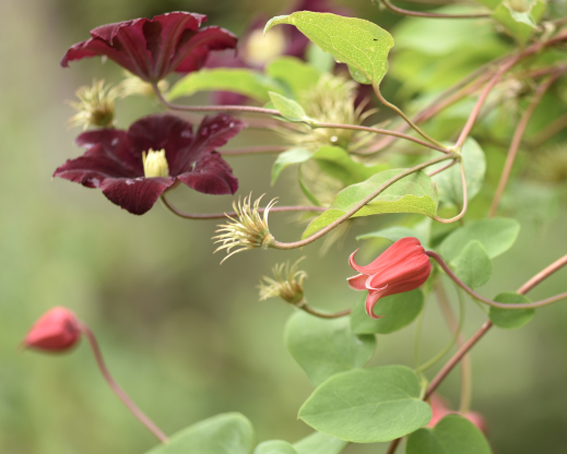  Clematis texensis with a large-flowered clematis hybrid  Photo by Alla Olkhovska