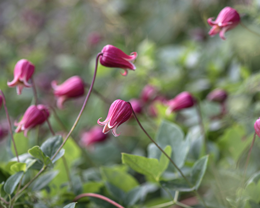 Clematis texensis Photo by Alla Olkhovska