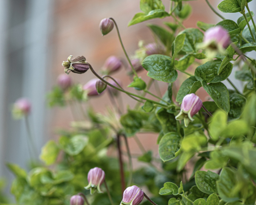 Clematis viorna Photo by Alla Olkhovska