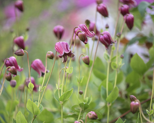 Clematis viorna Photo by Alla Olkhovska