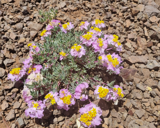 Cruckshanksia hymenodon Cruckshanksia hymenodon