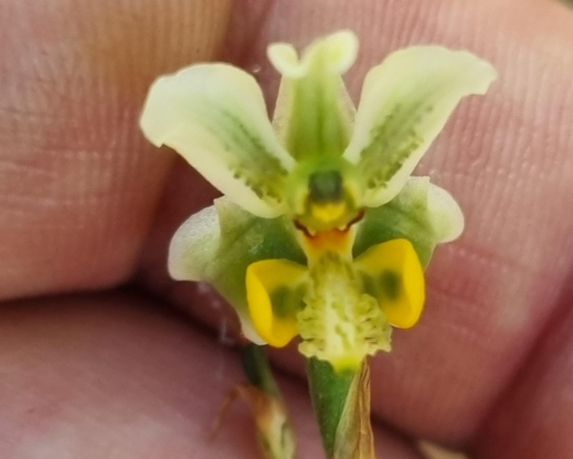 Gavilea glandulifera Gavilea glandulifera