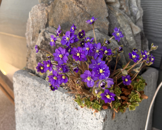 Hepatica nobilis Hepatica nobilis