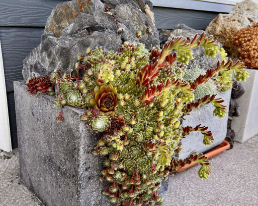 Dense plantings of sempervivum quickly create a mature look. Dense plantings of sempervivum quickly create a mature look.