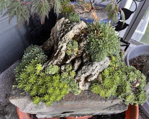 A diverse collection of saxifrages. A diverse collection of saxifrages.