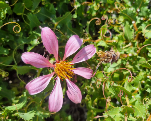 Mutisia ilicifolia Mutisia ilicifolia