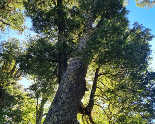 Nothofagus dombeyi Nothofagus dombeyi