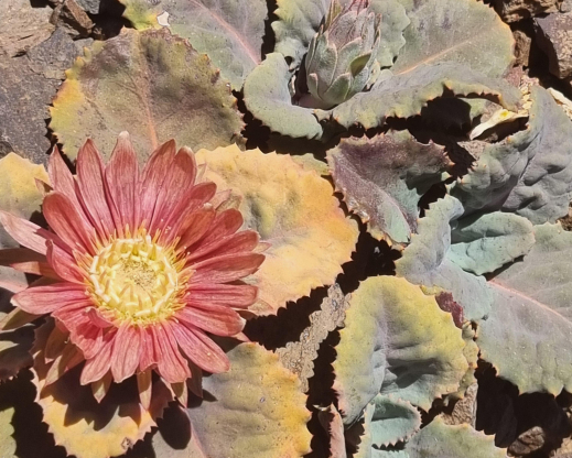 Pachylaena atriplicifolia Pachylaena atriplicifolia