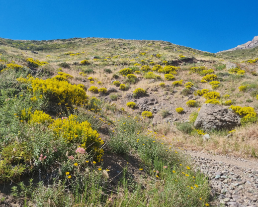 Landscape of Paso Vergara Landscape of Paso Vergara