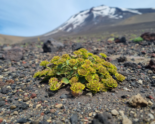 Pozoa volcanica Pozoa volcanica