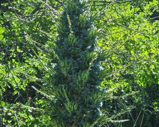 Puya alpestris Puya alpestris