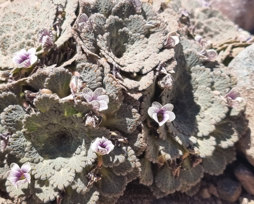 Viola congesta Viola congesta