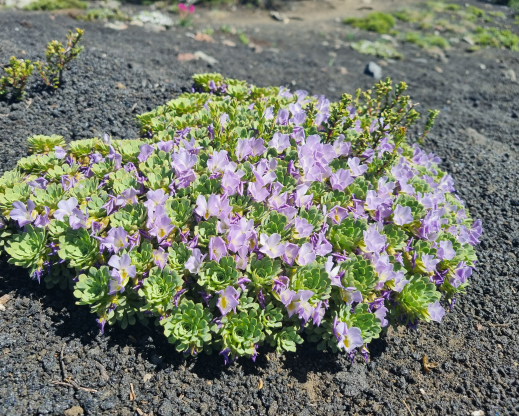 Viola cotyledon Viola cotyledon