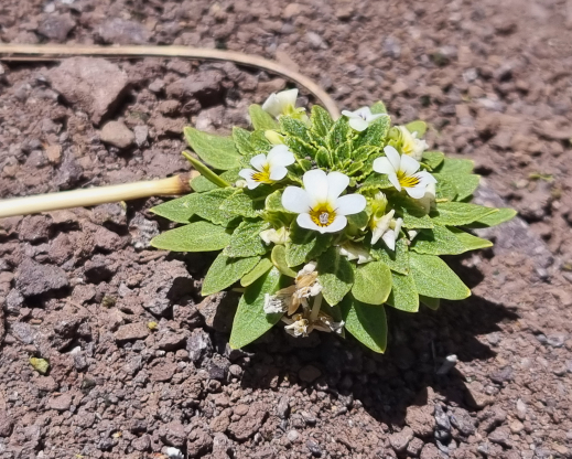 Viola subandina Viola subandina