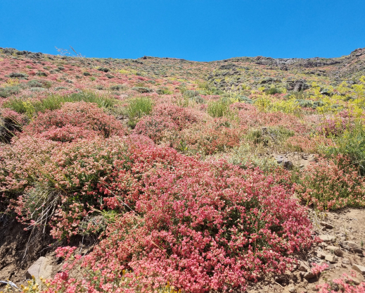 Viviania marifolia Viviania marifolia