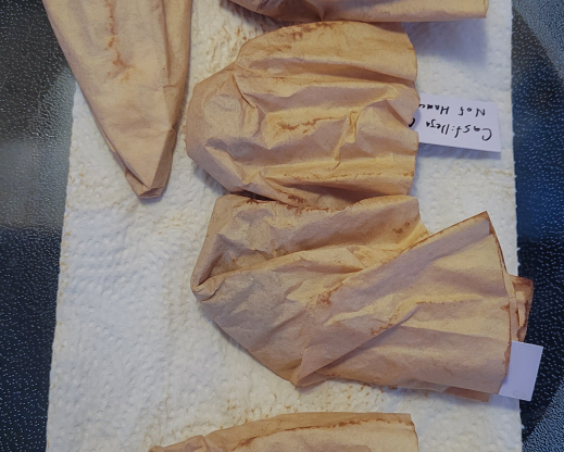 Coffee filters and labeled seeds drying on a paper-towel after  a 24-hour soak in smoke water.  