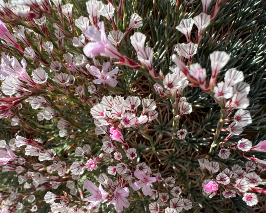 Acantholimon hohenackeri