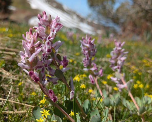 Corydalis popovii Amirsoy, Uzbekistan