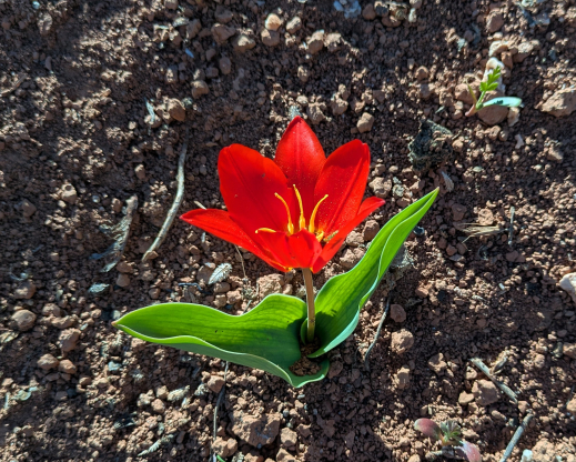 Tulipa kaufmanniana Amirsoy, Uzbekistan 