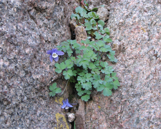 Aquilegia saximontana growing in a crack in a rock. Photo by Brian Core Aquilegia saximontana growing in a crack in a rock. Photo by Brian Core