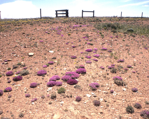 Astragalus spatulatus growing in clay soil in the wild. Astragalus spatulatus growing in clay soil in the wild.
