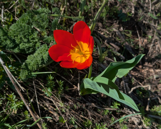 Tulipa greigii Chimgan, Uzbekistan