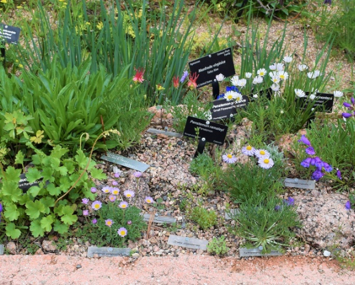 Trough at Denver Botanic Gardens