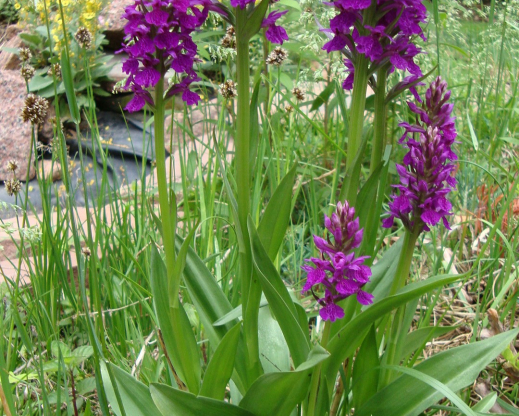 Dactylorhiza foliosa Dactylorhiza foliosa