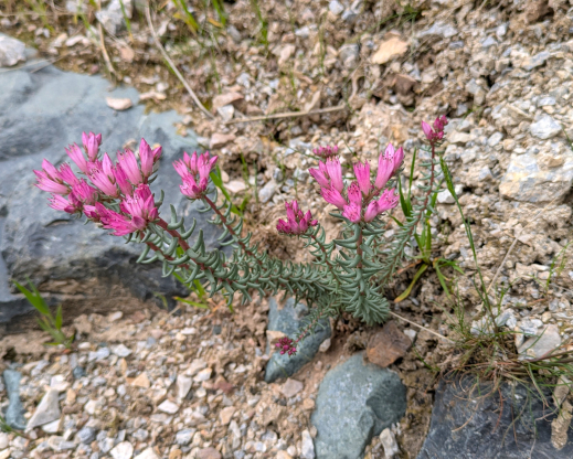 Pseudosedum lievenii Karatag, Tajikistan