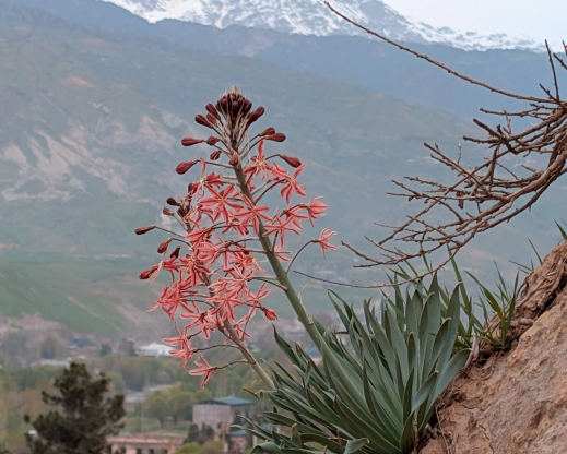 Eremurus albertii Karatag, Tajikistan