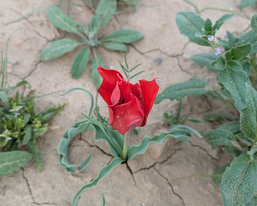 Tulipa micheliana near Shahrisabz, Uzbekistan