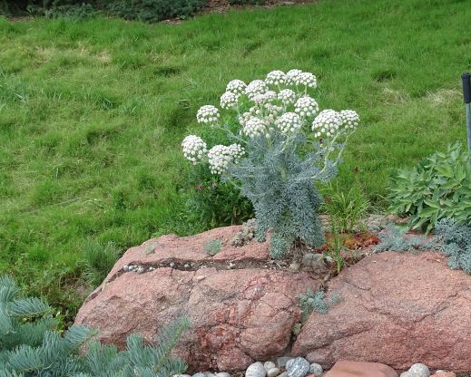 Seseli gummiferum becomes long-lived when growing in a crevice.