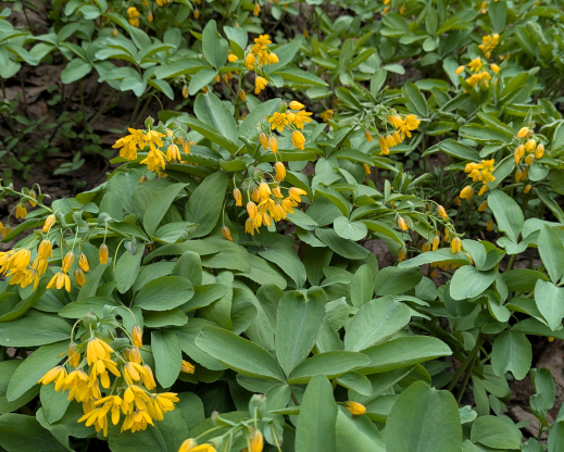 Gymnospermium darwasicum Varzob, Tajikistan