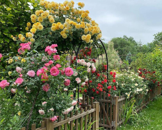 Roses blooming in the old garden