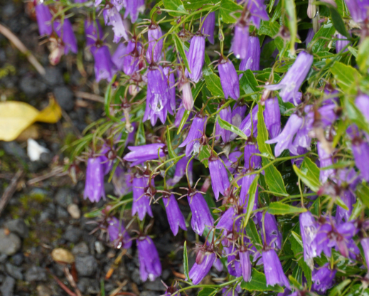 unlabeled Campanula species