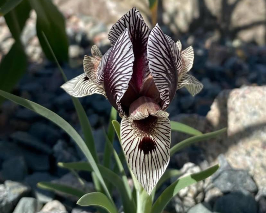 Iris grossheimii