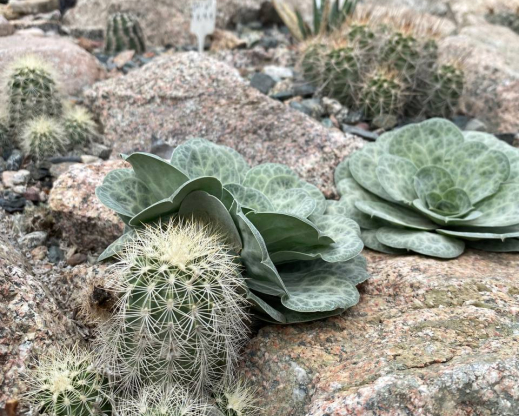 Bukiniczia cabulica with Echinocereus reichenbachii 