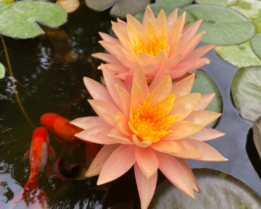 Nymphaea ‘Siam Sunset