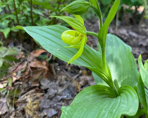 Cypripedium henryi