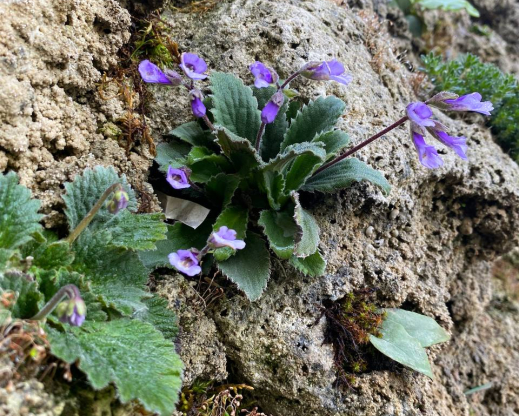 Haberlea rhodopensis 