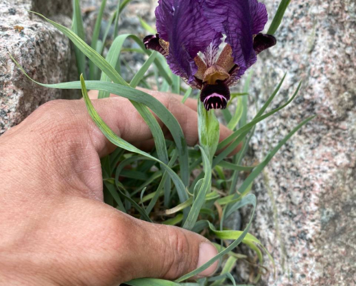 Iris paradoxa