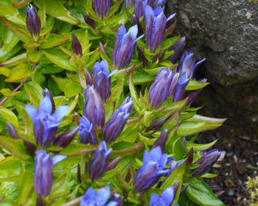 Gentiana septemfida      