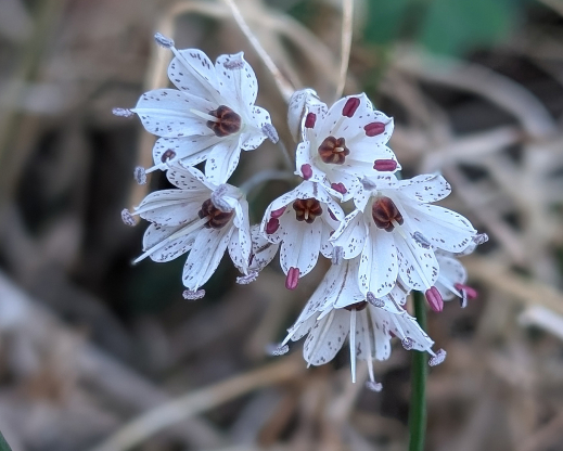 Allium callimischon haemostictum Allium callimischon haemostictum