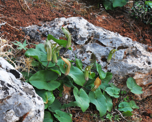 Arisarum vulgare Arisarum vulgare