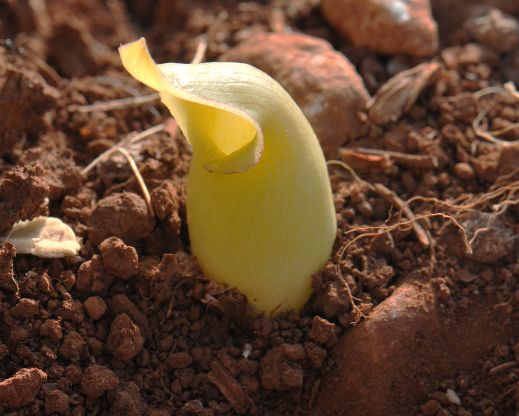 Biarum davisii Biarum davisii