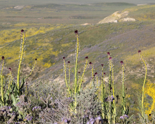 Caulanthus inflatus in the wild