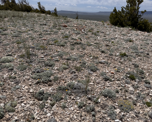 Chalk Mountain buns and cushions