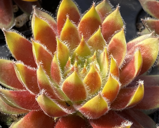 Chick Charms Gold Dust (9) Chick Charms Gold Dust (9)